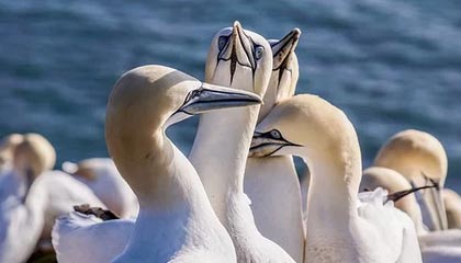 新手玩转秘语app必看：清晰度、加载速度与稳定性深度评测，秘语app兑换激活码大全