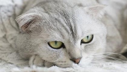 电鸽官网值不值得长期使用？专题活动、榜单与推荐算法解析（图文详解版）