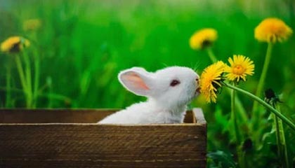 17吃瓜网说明书升级版：遇到打不开、加载失败时的解决方案，吃瓜百度贴吧